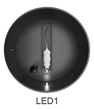 Head direction cells