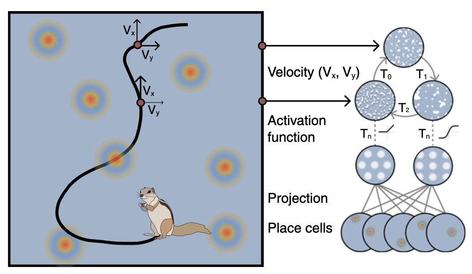 NeuroAI grid cells